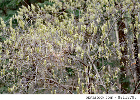 Kibushi flower that blooms first in spring in the mountains Kibushi flower that blooms first in spring in the mountains 88118795
