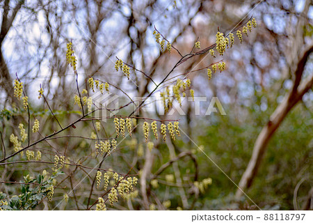 春天最先在山上綻放的木武士花 88118797