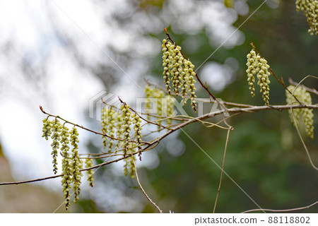 春天最先在山上綻放的木武士花 88118802