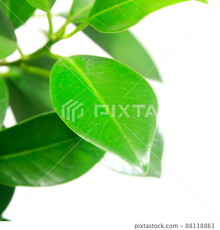 觀賞植物，榕娜娜葉 [白色背景] 88118861