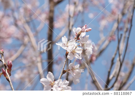彼岸櫻花的粉紅色花朵[天空背景] 88118867