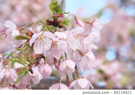 玉輪櫻花,早開的吉野櫻花 玉輪櫻花,早開的吉野櫻花 88118921