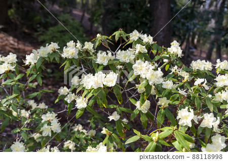 Azalea 88118998