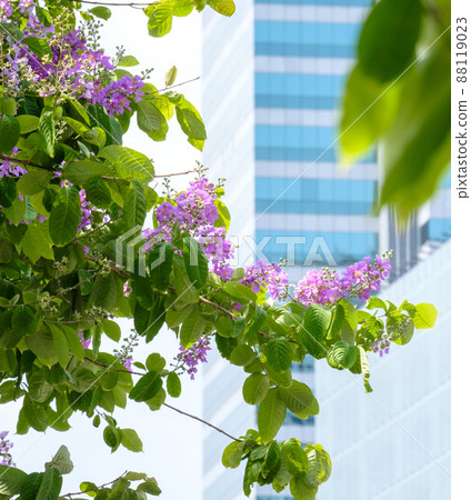 Lagerstroemia floribunda are blooming at summer in thailand, closeup beautiful purple flowers on tree 88119023