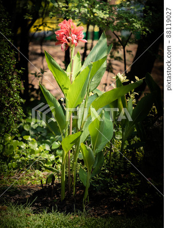 Canna lily flowers grow in the green belt Canna lily flowers grow in the green belt 88119027