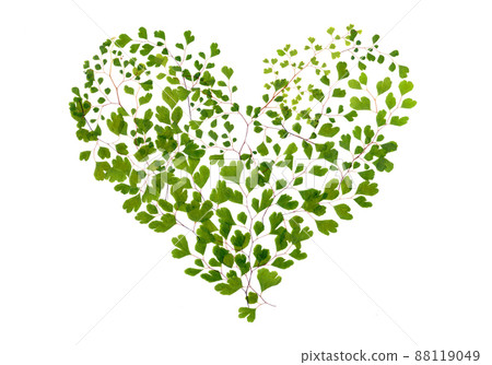 Heart-shaped leaf, green heart drawn with adiantum 88119049