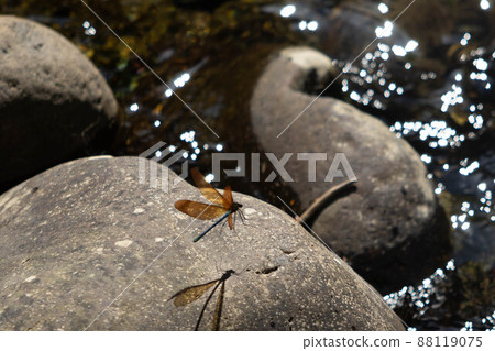 Summer damselfly landscape 88119075