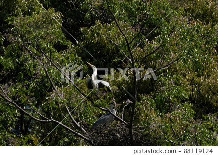 清新的綠色/初夏的風景 清新的綠色/初夏的風景 88119124
