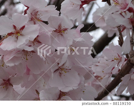 Spring Sakura Spring Sakura 88119150