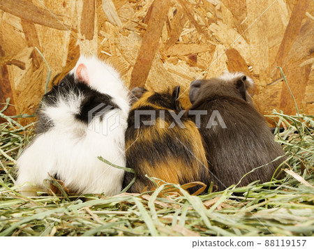 Back view of three guinea pigs 88119157