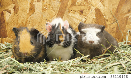 Guinea pigs lined up looking at the camera 88119158