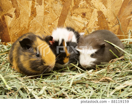 Guinea pigs eating grass together 88119159