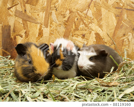 One guinea pig staring at two guinea pigs 88119160