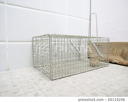 一個陷阱，裡面有一隻老鼠 88119206