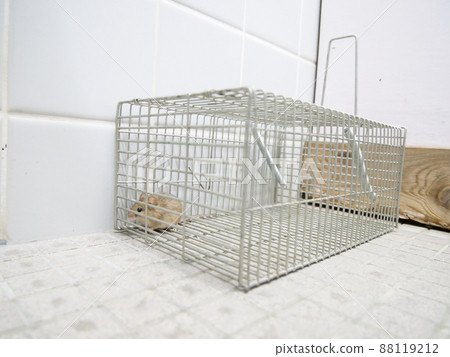 A trap with a mouse caught in it 88119212