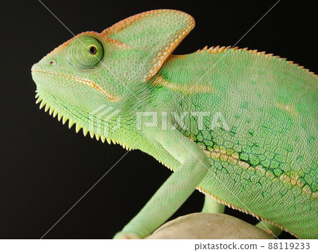 蒙面變色龍,只有眼睛向後看 蒙面變色龍,只有眼睛向後看 88119233