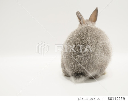 Back view of a Netherland Dwarf rabbit 88119259