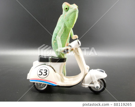 Crested chameleon on a motorcycle Crested chameleon on a motorcycle 88119265