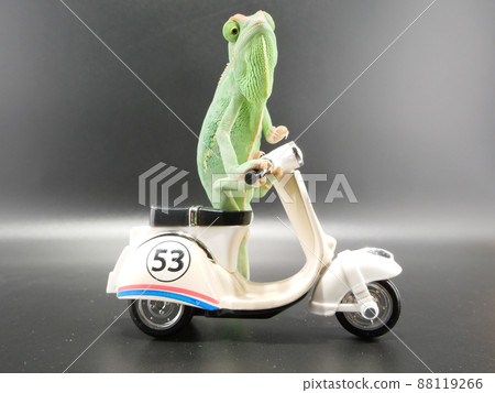 Veiled chameleon riding a motorcycle Veiled chameleon riding a motorcycle 88119266