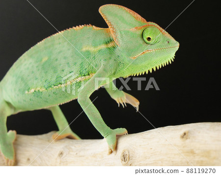 Crested chameleon about to take a step 88119270