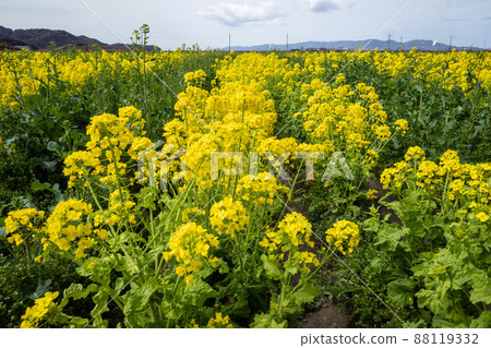 Beautiful rape blossoms in Konoshima, Kasaoka, Japan 88119332