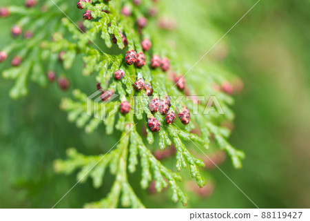 Plants that cause pollinosis (cypress) Plants that cause pollinosis (cypress) 88119427