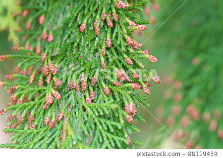 導致花粉症的植物(柏樹) 導致花粉症的植物(柏樹) 88119439
