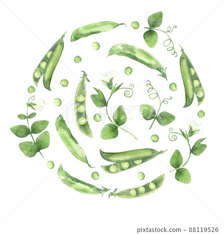 Backdrop with watercolor pea pods. Illustrated organic food. Template for card, label and packaging. Backdrop with watercolor pea pods. Illustrated organic food. Template for card, label and packaging. 88119526