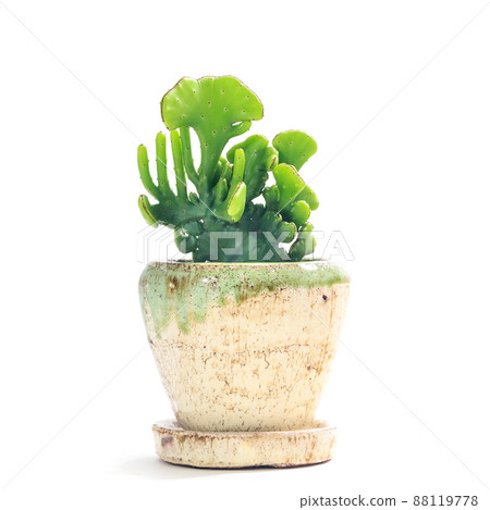 Succulent plant, Euphorbia oncoclada potted plant [white background] 88119778
