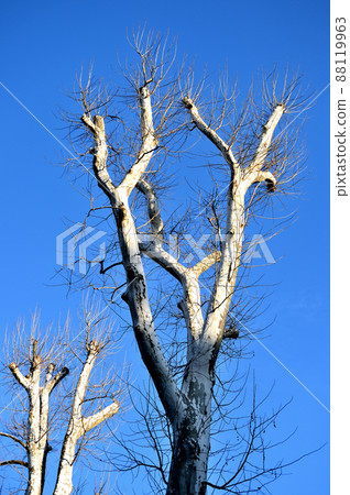 Deciduous tree, winter sycamore tree 88119963