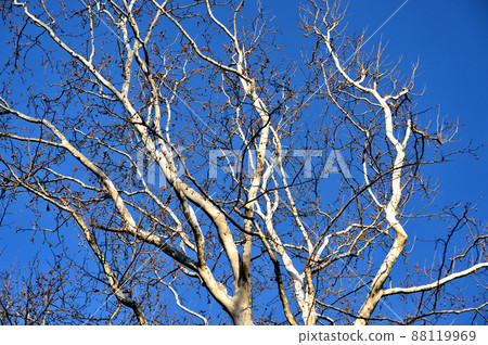 Deciduous tree, winter sycamore tree 88119969