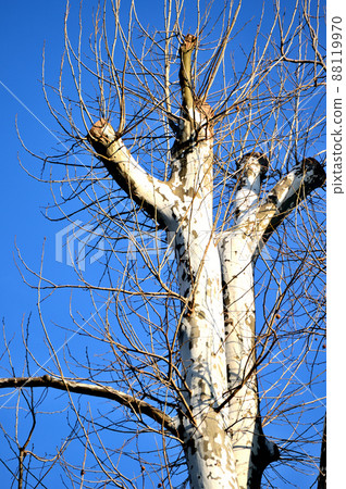 Deciduous tree, winter sycamore tree 88119970