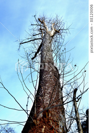 Deciduous tree, winter sycamore tree Deciduous tree, winter sycamore tree 88120006
