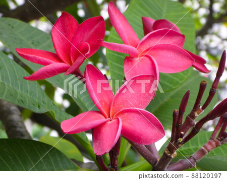 Plumeria tree with multiple pink flowers 88120197
