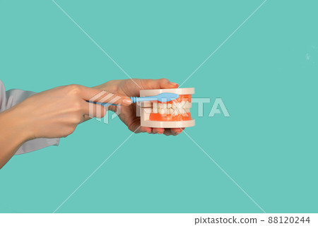 Woman dentist showing on a jaw model how to clean the teeth with tooth brush properly and right Woman dentist showing on a jaw model how to clean the teeth with tooth brush properly and right 88120244