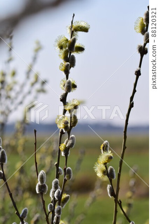 Flowering salix salicaceae against a blurred landscape Flowering salix salicaceae against a blurred landscape 88120321