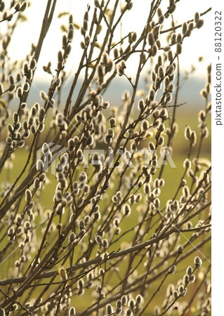 Flowering willow salix salicaceae as a closeup with a various of focuses 88120322