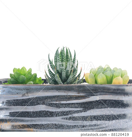 Succulent plant, potted plant of Haworthia three brothers [white background] 88120419