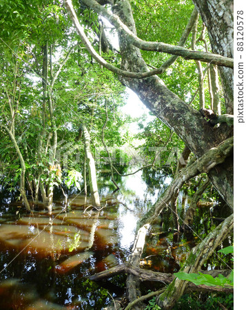 Overgrown rainforests and reddish-brown mineral-rich rivers on an Amazon jungle tour of Rurrenabaque, Bolivia 88120578