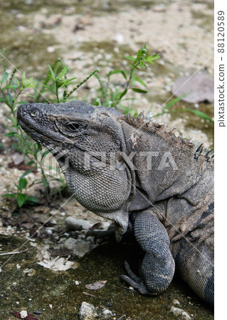 綠鬣蜥的臉部特寫，綠鬣蜥是一種生活在墨西哥奇琴伊察的野生動物 88120589