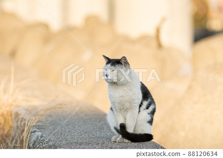 A cat staring at you 88120634
