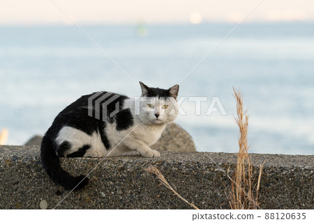 A cat staring at you 88120635