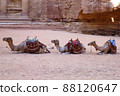 Multiple camels lined up near the Treasury at the Petra archaeological site in Jordan 88120647
