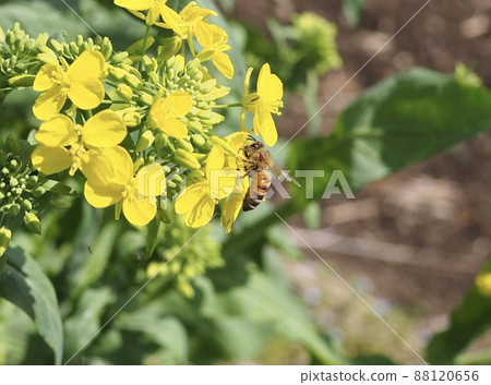 Spring job 88120656