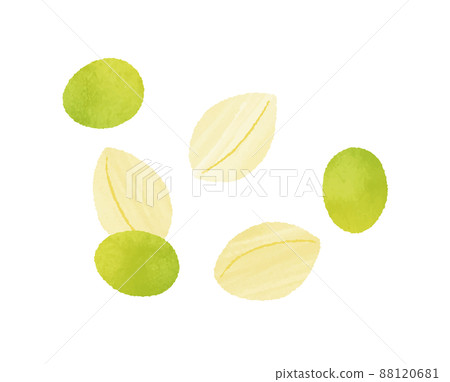 Ginkgo Ginkgo 88120681