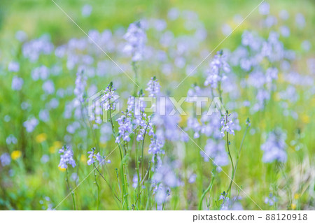 Spring flowers, Kairan Matsuba Spring flowers, Kairan Matsuba 88120918