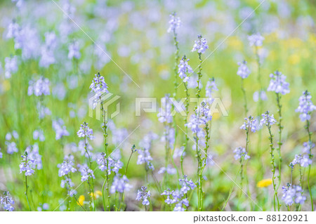 Spring flowers, Kairan Matsuba 88120921