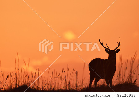 被染成日出的雄性梅花鹿（北海道） 88120935