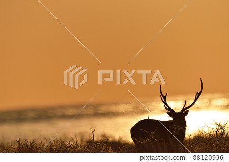 日出天空和雄性梅花鹿(北海道) 日出天空和雄性梅花鹿(北海道) 88120936