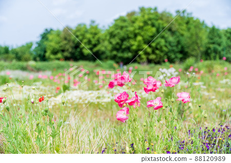 春天的花朵罌粟 88120989